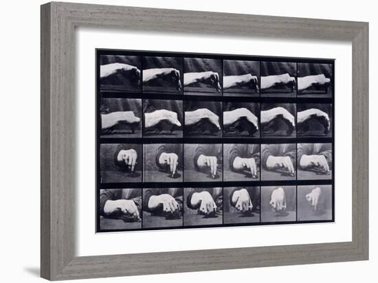 A Motion Study of a Hand, C.1872-1885-Eadweard Muybridge-Framed Giclee Print