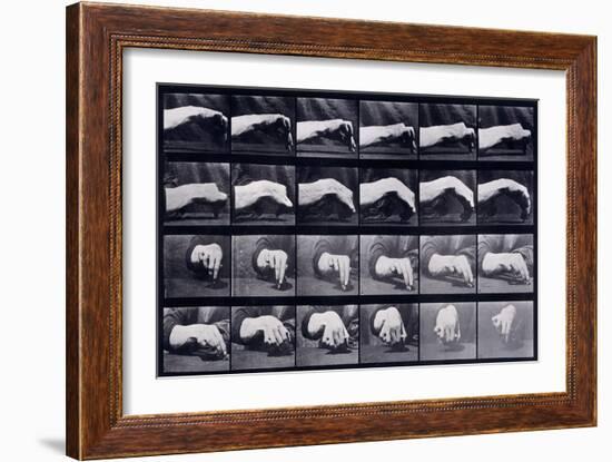 A Motion Study of a Hand, C.1872-1885-Eadweard Muybridge-Framed Giclee Print