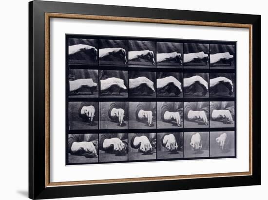 A Motion Study of a Hand, C.1872-1885-Eadweard Muybridge-Framed Giclee Print