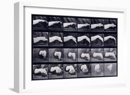 A Motion Study of a Hand, C.1872-1885-Eadweard Muybridge-Framed Giclee Print