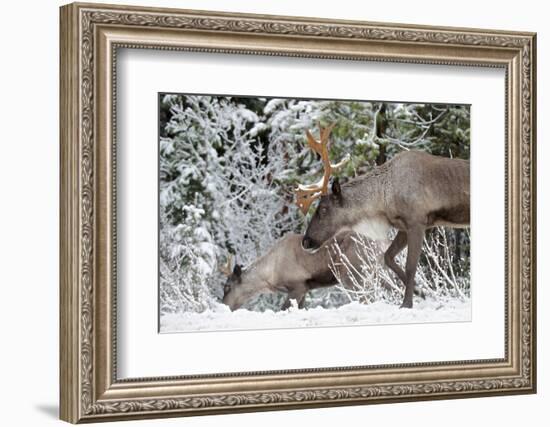 A Mountain Caribou, Endangered-Richard Wright-Framed Photographic Print