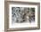 A Mountain Caribou, Endangered-Richard Wright-Framed Photographic Print