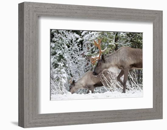 A Mountain Caribou, Endangered-Richard Wright-Framed Photographic Print