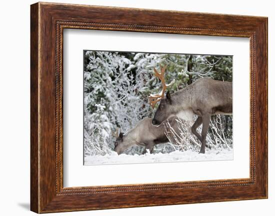 A Mountain Caribou, Endangered-Richard Wright-Framed Photographic Print