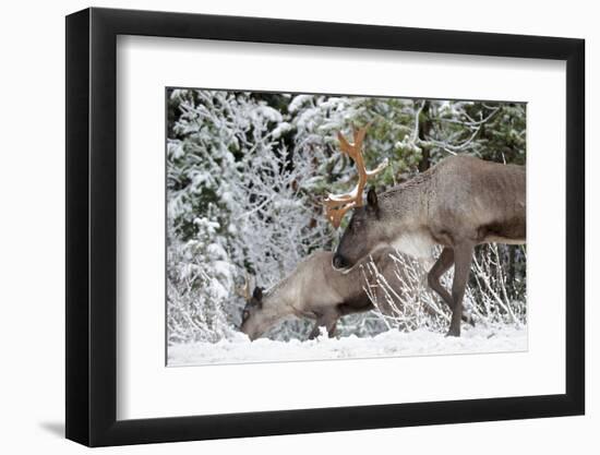 A Mountain Caribou, Endangered-Richard Wright-Framed Photographic Print