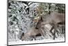 A Mountain Caribou, Endangered-Richard Wright-Mounted Photographic Print