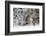 A Mountain Caribou, Endangered-Richard Wright-Framed Photographic Print