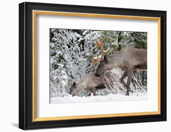 A Mountain Caribou, Endangered-Richard Wright-Framed Photographic Print