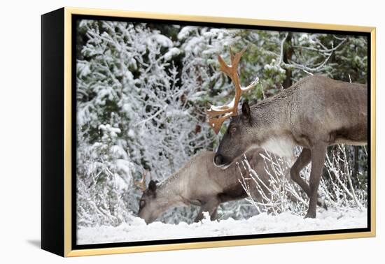 A Mountain Caribou, Endangered-Richard Wright-Framed Premier Image Canvas