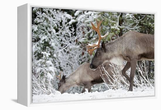 A Mountain Caribou, Endangered-Richard Wright-Framed Premier Image Canvas