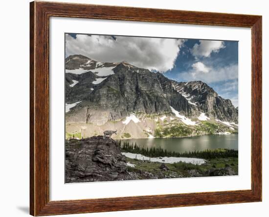 A Mountain Goat in Glacier National Park, Montana.-Steven Gnam-Framed Photographic Print