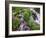 A Mountain Stream Within the Indian Peaks Wilderness Area Near Rocky Mountain National Park, Co-Ryan Wright-Framed Photographic Print