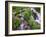 A Mountain Stream Within the Indian Peaks Wilderness Area Near Rocky Mountain National Park, Co-Ryan Wright-Framed Photographic Print