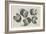 A Muff in Five Views, 1645-1646-Wenceslaus Hollar-Framed Giclee Print