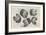 A Muff in Five Views, 1645-1646-Wenceslaus Hollar-Framed Giclee Print