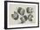 A Muff in Five Views, 1645-1646-Wenceslaus Hollar-Framed Giclee Print