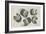 A Muff in Five Views, 1645-1646-Wenceslaus Hollar-Framed Giclee Print