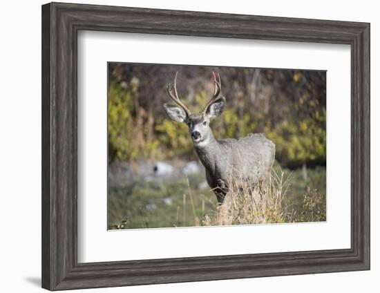 A mule deer buck at National Bison Range, Montana.-Richard Wright-Framed Photographic Print