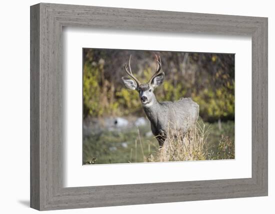 A mule deer buck at National Bison Range, Montana.-Richard Wright-Framed Photographic Print