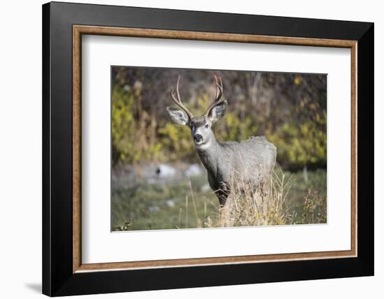 A mule deer buck at National Bison Range, Montana.-Richard Wright-Framed Photographic Print