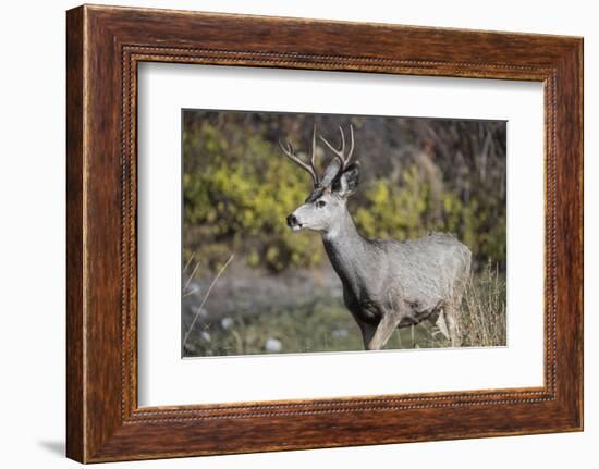 A mule deer buck at National Bison Range, Montana.-Richard Wright-Framed Photographic Print