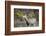 A mule deer buck at National Bison Range, Montana.-Richard Wright-Framed Photographic Print