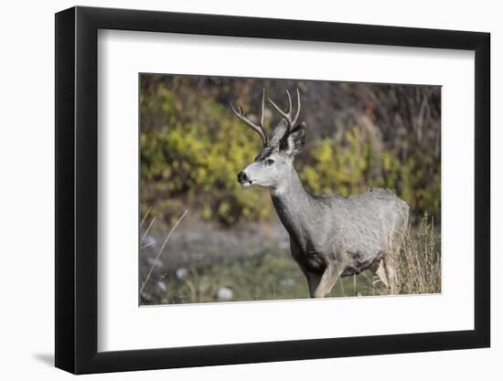 A mule deer buck at National Bison Range, Montana.-Richard Wright-Framed Photographic Print