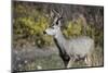 A mule deer buck at National Bison Range, Montana.-Richard Wright-Mounted Photographic Print