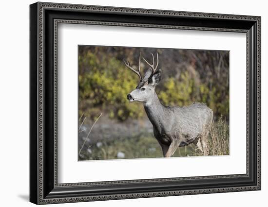 A mule deer buck at National Bison Range, Montana.-Richard Wright-Framed Photographic Print