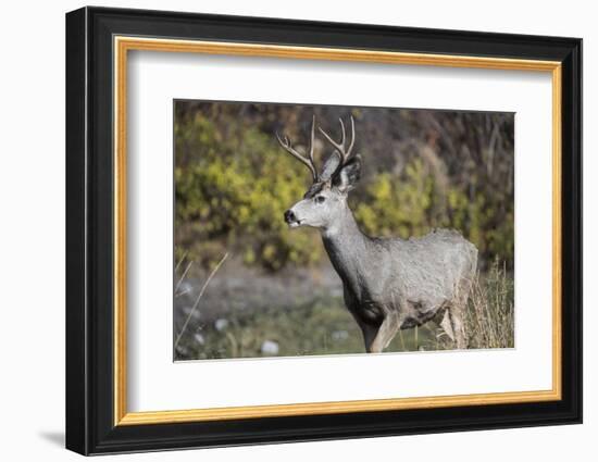 A mule deer buck at National Bison Range, Montana.-Richard Wright-Framed Photographic Print