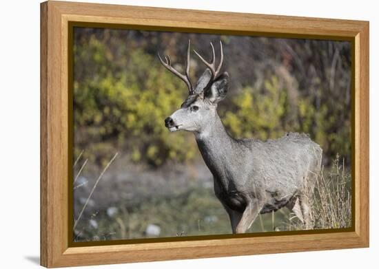 A mule deer buck at National Bison Range, Montana.-Richard Wright-Framed Premier Image Canvas