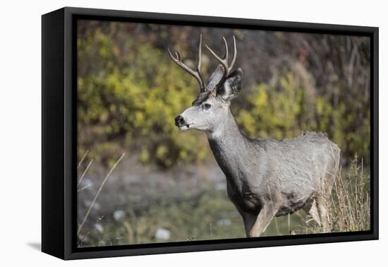 A mule deer buck at National Bison Range, Montana.-Richard Wright-Framed Premier Image Canvas