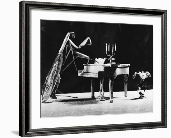 A Musical Praying Mantis--Framed Photographic Print