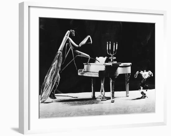 A Musical Praying Mantis-null-Framed Photographic Print