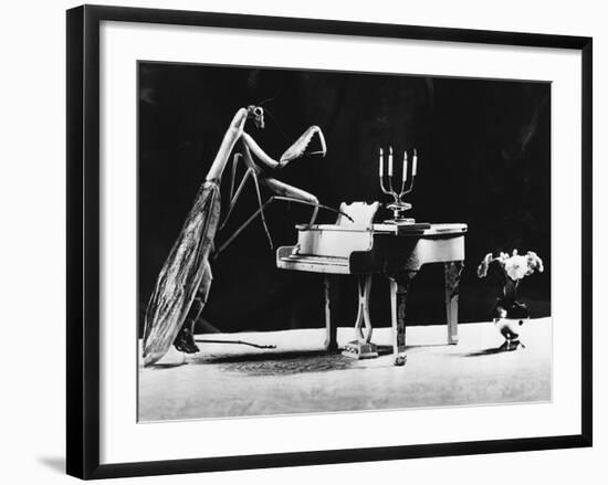 A Musical Praying Mantis--Framed Photographic Print