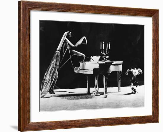 A Musical Praying Mantis--Framed Photographic Print