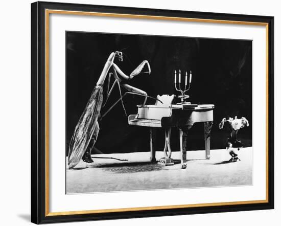 A Musical Praying Mantis--Framed Photographic Print