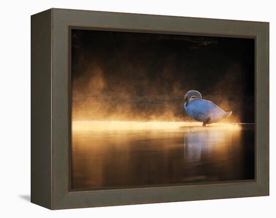 A Mute Swan, Cygnus Olor, Bathes in the Golden Morning Glow-Alex Saberi-Framed Premier Image Canvas