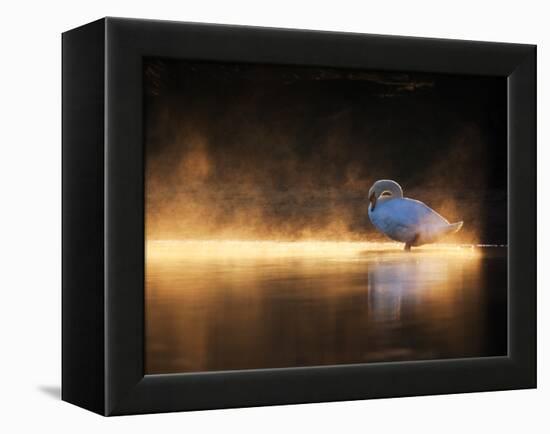 A Mute Swan, Cygnus Olor, Bathes in the Golden Morning Glow-Alex Saberi-Framed Premier Image Canvas