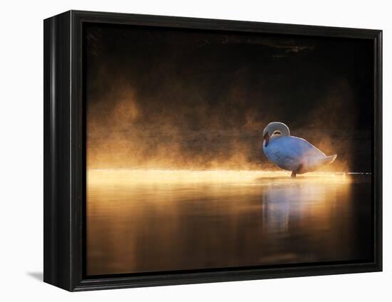 A Mute Swan, Cygnus Olor, Bathes in the Golden Morning Glow-Alex Saberi-Framed Premier Image Canvas