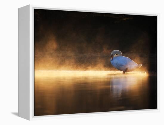 A Mute Swan, Cygnus Olor, Bathes in the Golden Morning Glow-Alex Saberi-Framed Premier Image Canvas