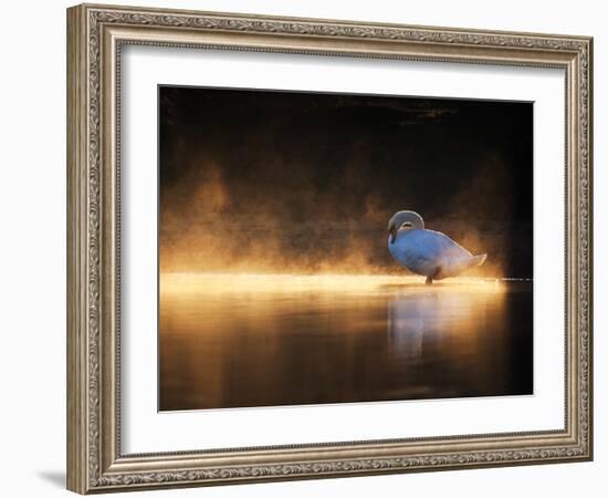 A Mute Swan, Cygnus Olor, Bathes in the Golden Morning Glow-Alex Saberi-Framed Photographic Print