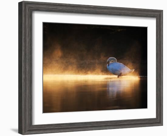 A Mute Swan, Cygnus Olor, Bathes in the Golden Morning Glow-Alex Saberi-Framed Photographic Print