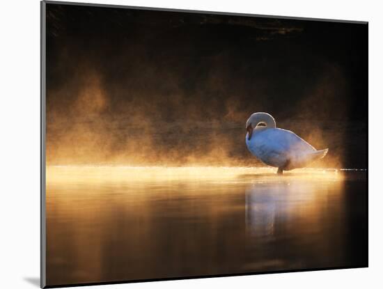 A Mute Swan, Cygnus Olor, Bathes in the Golden Morning Glow-Alex Saberi-Mounted Photographic Print