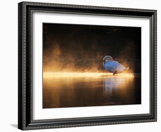 A Mute Swan, Cygnus Olor, Bathes in the Golden Morning Glow-Alex Saberi-Framed Photographic Print