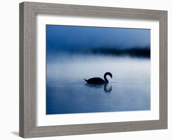 A Mute Swan, Cygnus Olor, Silhouetted Against the Morning Mist-Alex Saberi-Framed Photographic Print