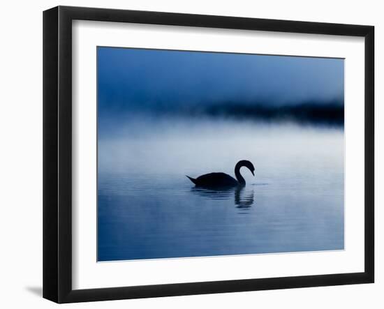 A Mute Swan, Cygnus Olor, Silhouetted Against the Morning Mist-Alex Saberi-Framed Photographic Print