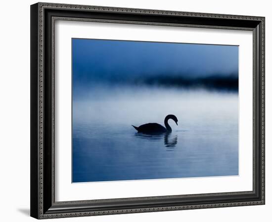 A Mute Swan, Cygnus Olor, Silhouetted Against the Morning Mist-Alex Saberi-Framed Photographic Print