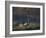 A Mute Swan, Cygnus Olor, Standing at Water's Edge in Winter-Alex Saberi-Framed Photographic Print