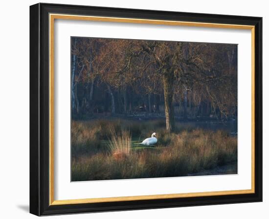 A Mute Swan, Cygnus Olor, Standing at Water's Edge in Winter-Alex Saberi-Framed Photographic Print